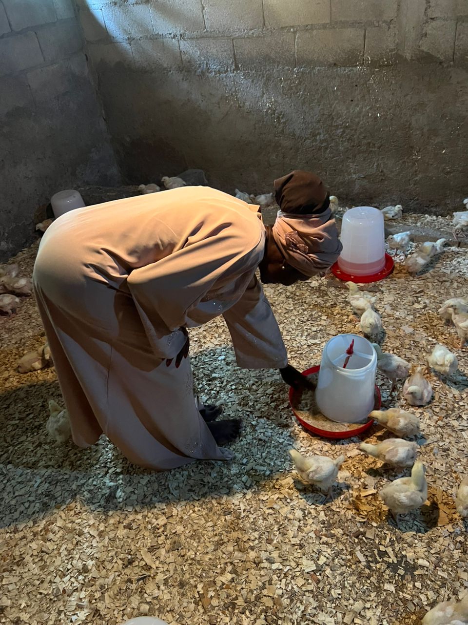 Élevage de poussins SelfEat